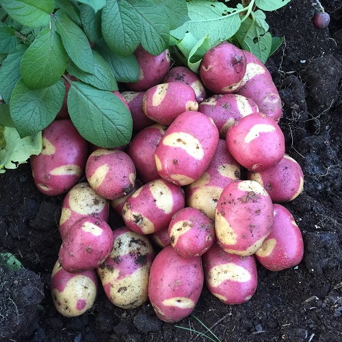 Apache Seed Potatoes